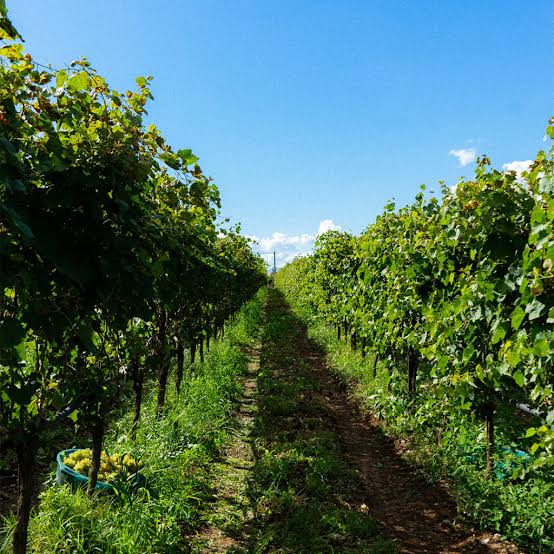 Cantine Diis Vini, vigneto